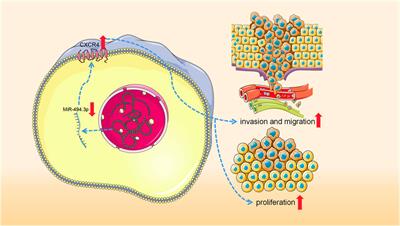 miRNAs as Biomarkers and Possible Therapeutic Strategies in Synovial Sarcoma